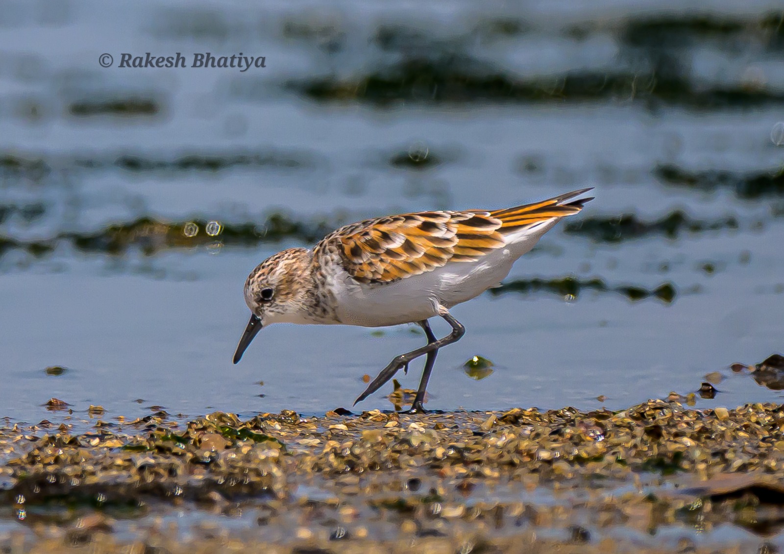 Little Stint